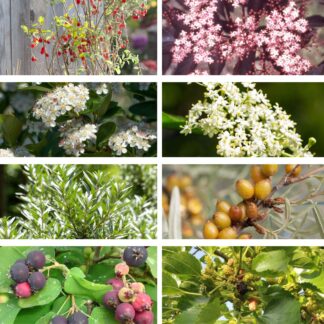 Beeren-Set "Fruchtbeeren", 8 Pflanzen, bunt*