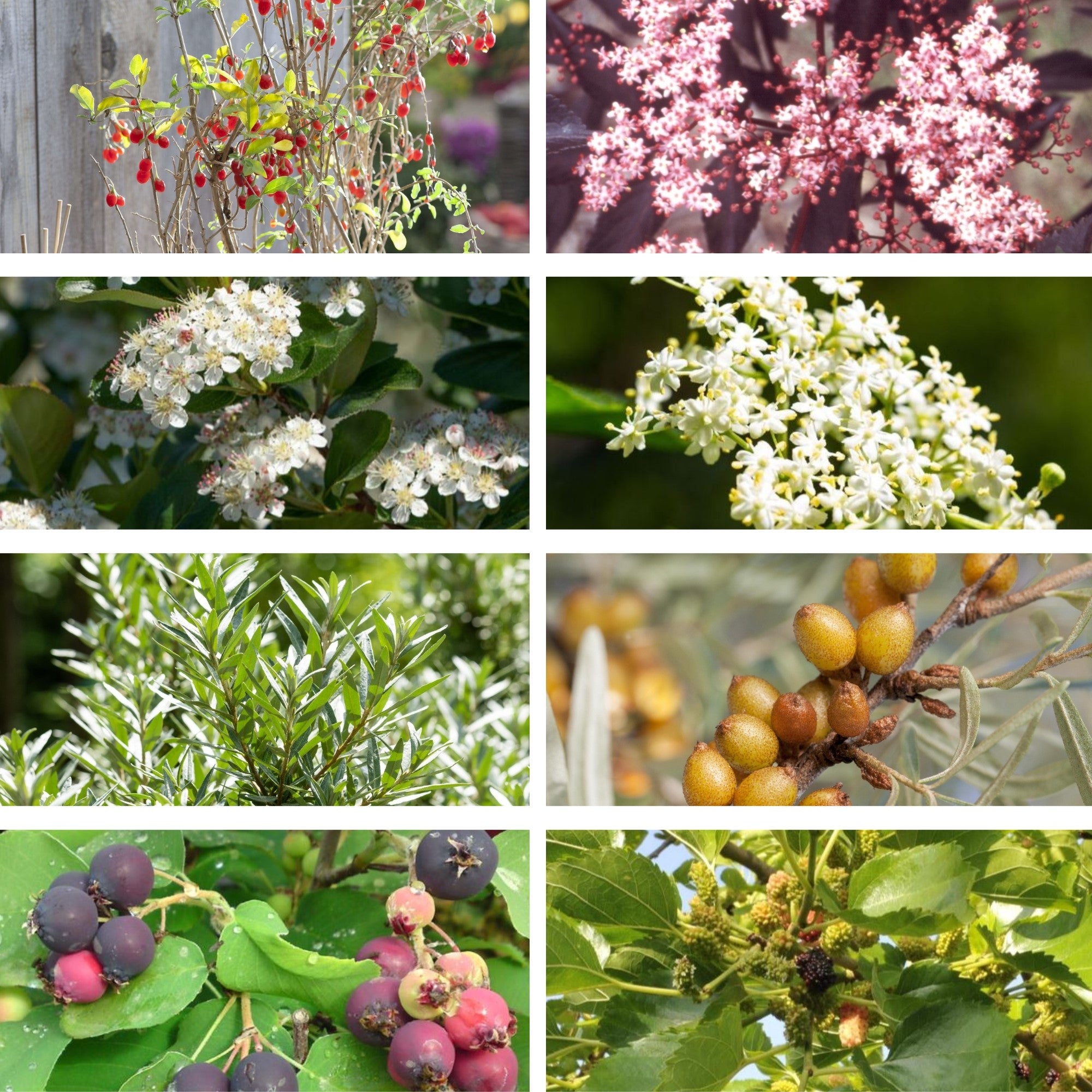 Beeren-Set "Fruchtbeeren", 8 Pflanzen, bunt*