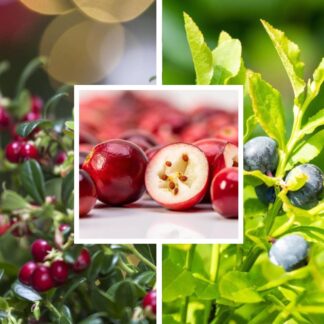 Beeren-Set "Wild und beerig", 12 Pflanzen, 12 Pflanzen*