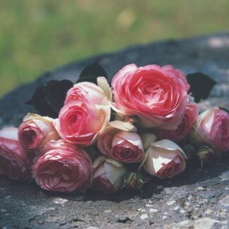 Beetrose 'Eden Rose®', rosa*