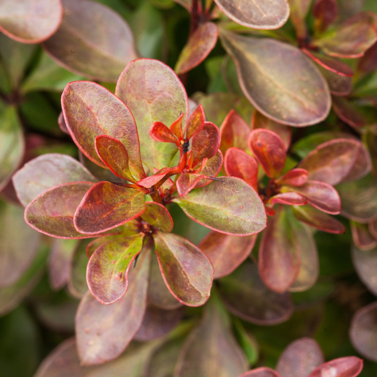 Berberitze 'Atropurpurea Nana', rot*