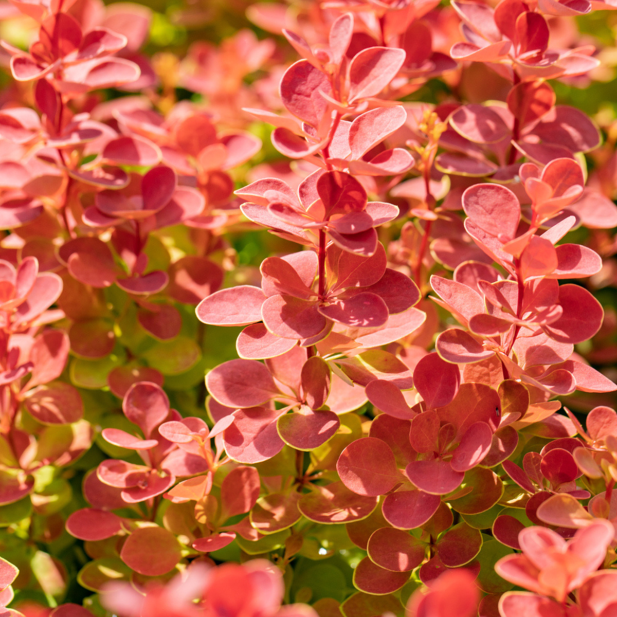 Berberitze 'Orange Ice', orange*