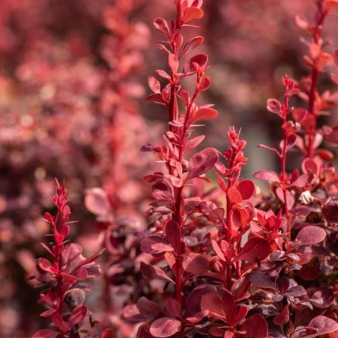 Berberitze 'Ruby Star', gelb*