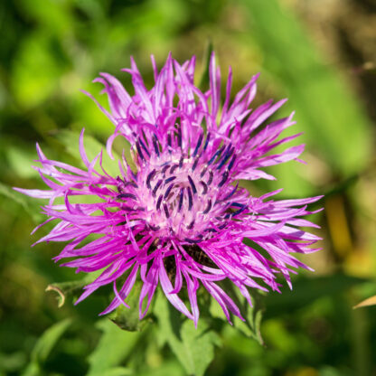 Berg-Flockenblume, rosa*