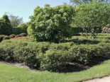 Berg-Ilex 'Green Lustre', 40-60 cm, Ilex crenata 'Green Lustre', Containerware*