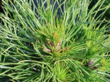 Berg-Kiefer 'Varella', Stamm 50 cm, 60-80 cm, Pinus mugo 'Varella', Stämmchen*