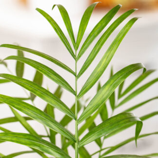 Bergpalme*