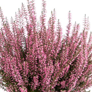 Besenheide 'Gardengirls®', rosa*