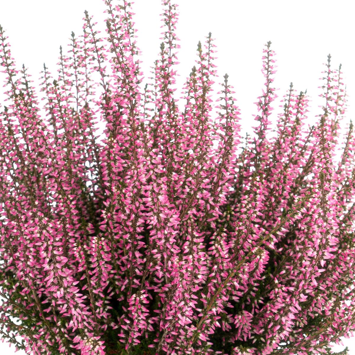 Besenheide 'Gardengirls®', rosa*
