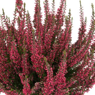 Besenheide 'Gardengirls®', rot*