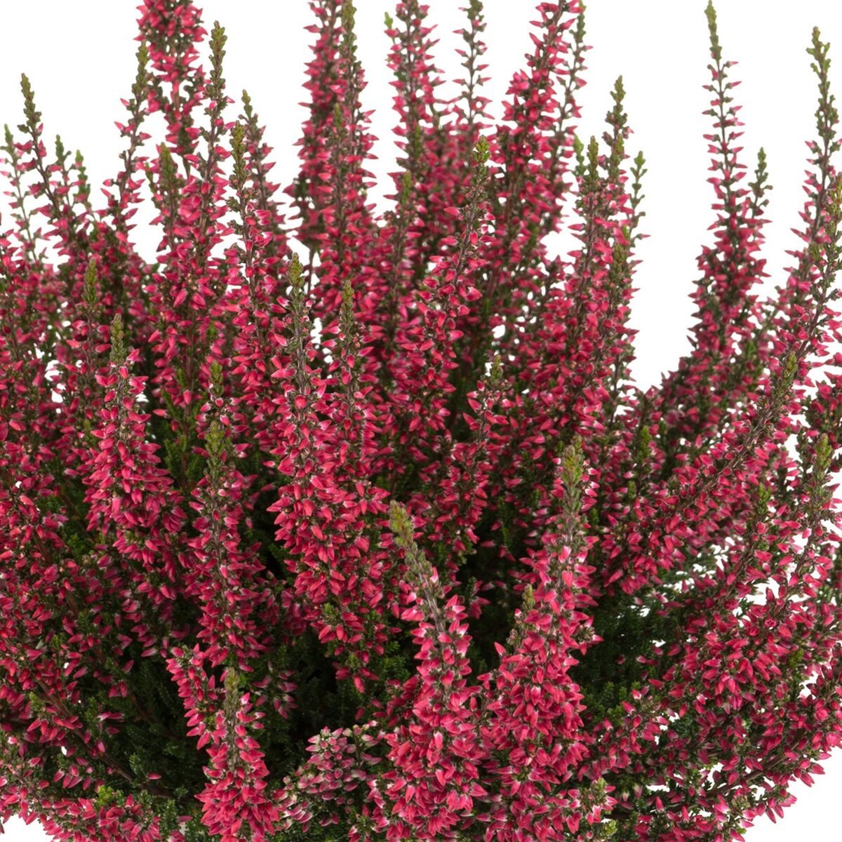 Besenheide 'Gardengirls®', rot*