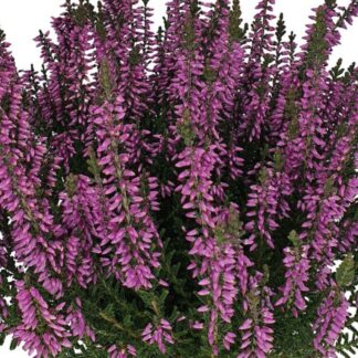 Besenheide 'Gardengirls®', violett*