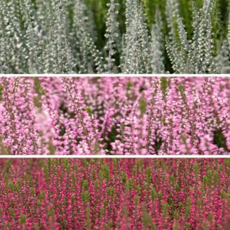 Besenheide-Mix, 6 Pflanzen, bunt*