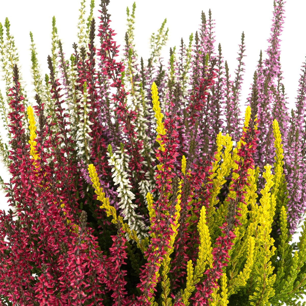 Besenheide 'Quattro Gardengirls®', bunt*
