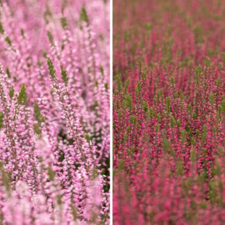 Besenheide-Set, 6 Pflanzen*