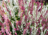 Besenheide / Sommerheide 'Trio Girls', 10-15 cm, Calluna vulgaris 'Trio Girls'  (in Sorten), Topfware*