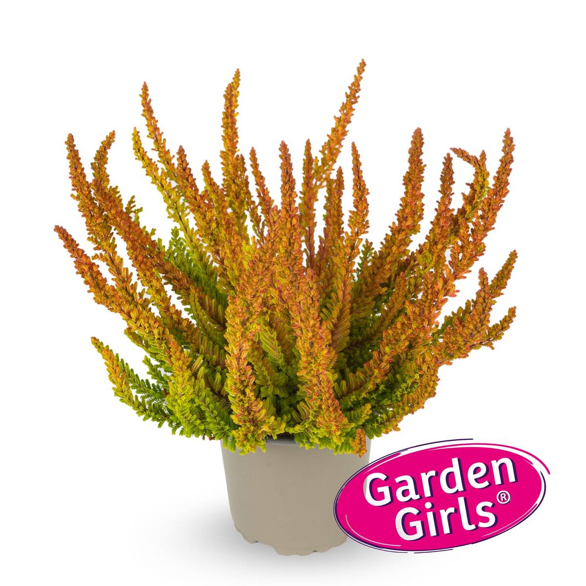 Besenheide 'Sunset Zoe Gardengirls®'*