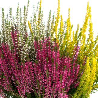Besenheide 'Trio Gardengirls®', gelb, weiß, rot*
