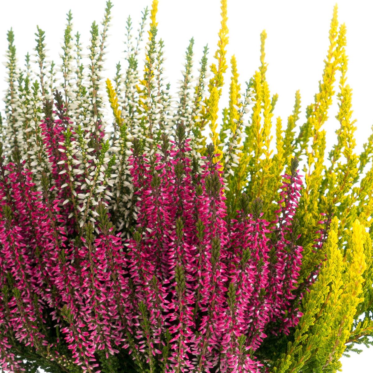 Besenheide 'Trio Gardengirls®', gelb, weiß, rot*