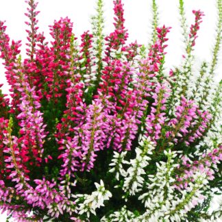 Besenheide 'Trio Gardengirls®', rosa, weiß, rot*