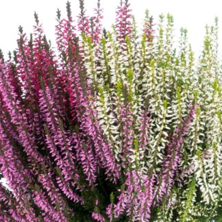 Besenheide 'Trio Gardengirls®', violett, weiß, rot*
