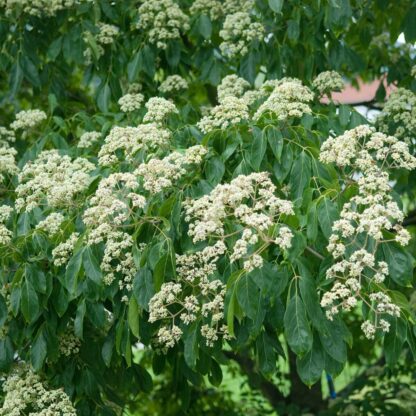 Bienenbaum, weiß*