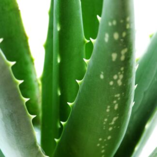 Bio-Aloe Vera 'Sweet'*