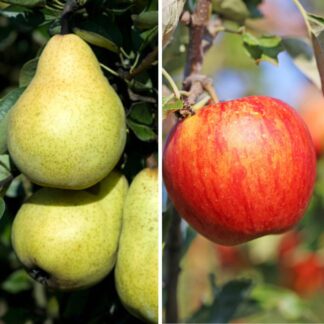 Bio Apfel & Birne, 2 Pflanzen, 2 Pflanzen*