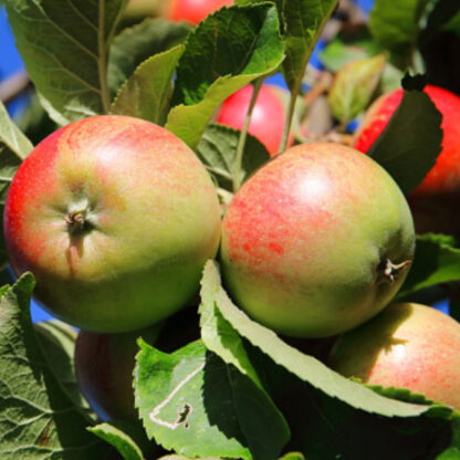 Bio Apfel 'Cox Orange', rosa*