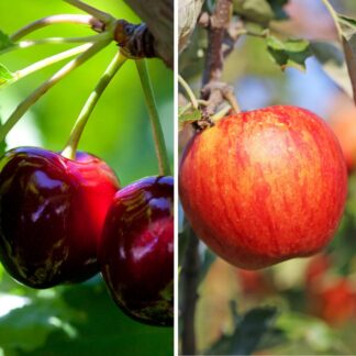 Bio Apfel & Kirsche, 2 Pflanzen, 2 Pflanzen*