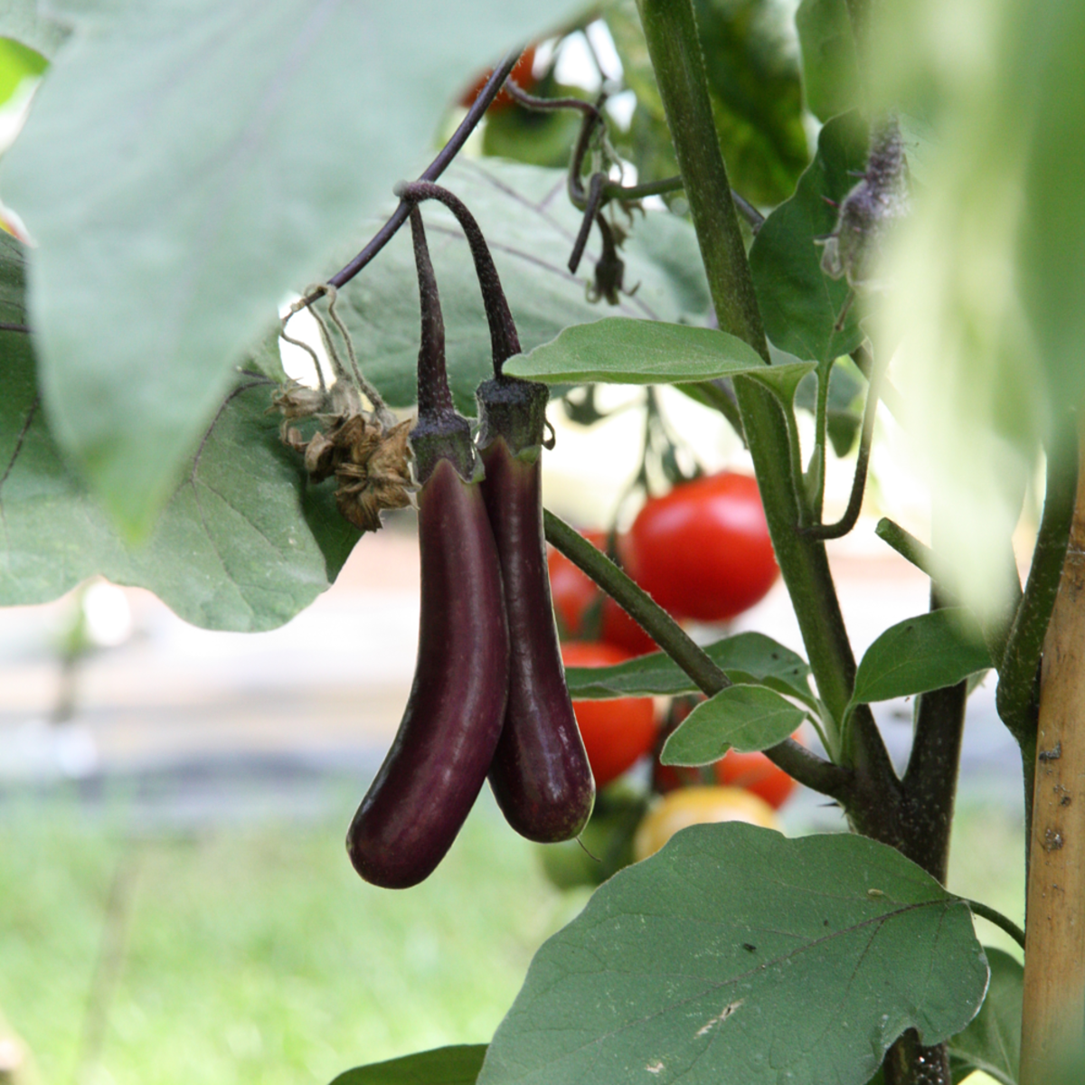 Bio Aubergine 'Super Mini'*