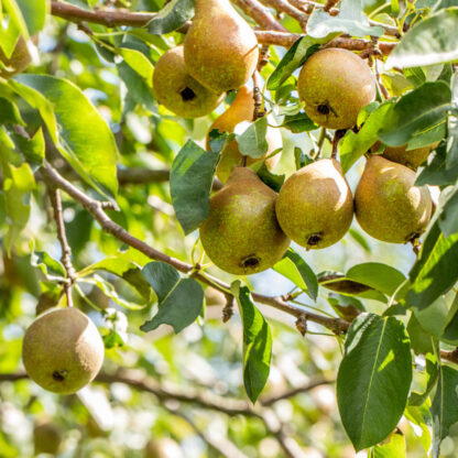 Bio Birne 'Gute Luise', weiß*