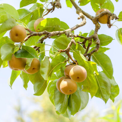 Bio Birne 'Nashi Kosui', weiß*