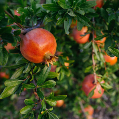 Bio Granatapfel 'Acco', gelb*