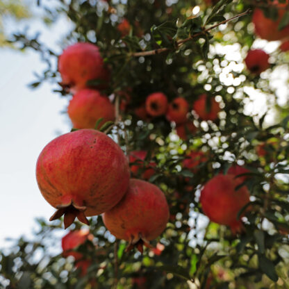 Bio Granatapfel 'Wonderful', orange*