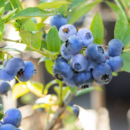 Bio Heidelbeere 'Bluecrop', weiß*