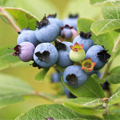 Bio Heidelbeere 'Hortblue Petite®', weiß*