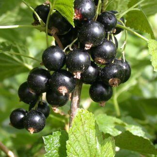 Bio Johannisbeere 'Titania', Halbstamm, weiß*