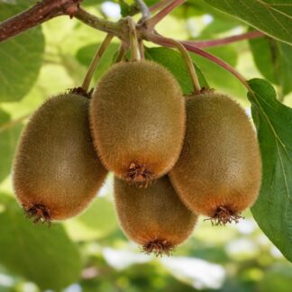 Bio Kiwi 'Jenny'*