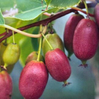 Bio Kiwi 'Red Jumbo', weiß*