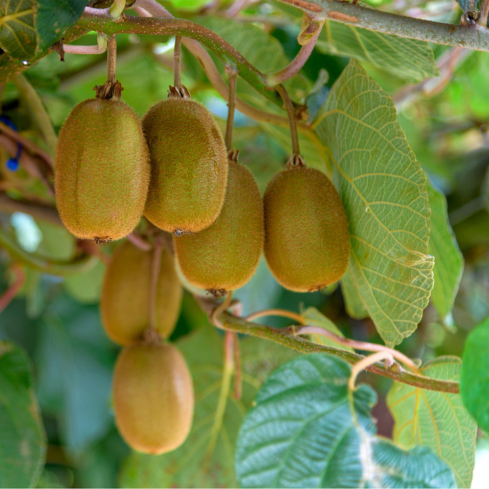 Bio Kiwi 'Solo', weiß*