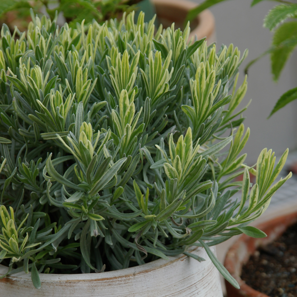 Bio Lavendel 'Cream & Green'*