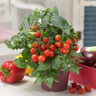 Bio Naschtomate*