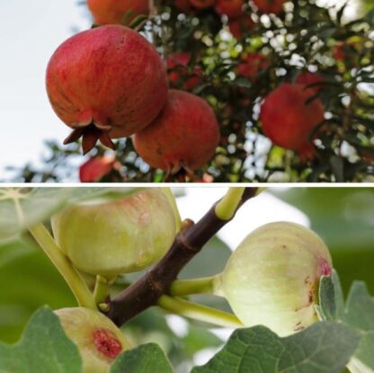 Bio-Obst "Exotischer Fruchtgenuss", 2er-Set, 2 Pflanzen, weiß, orange-rot*