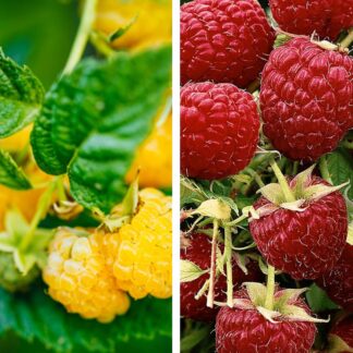 Bio-Obst Himbeere 'Fallgold' und 'Aromaqueen', 2 Pflanzen, 2 Pflanzen, weiß*