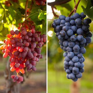 Bio-Obst Weinrebe, 2 Pflanzen, 2 Pflanzen*
