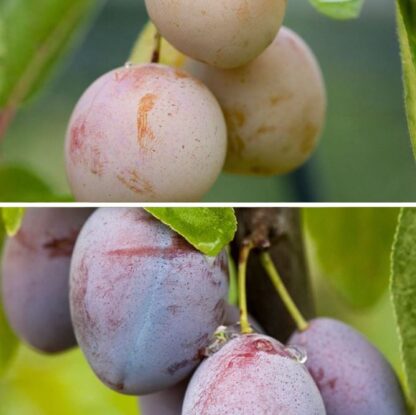 Bio-Obst Zwetschge & Mirabelle, 2 Pflanzen, weiß*