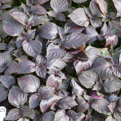 Bio Perilla Shiso*