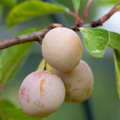 Bio Pflaume 'Nancy Mirabelle', weiß*