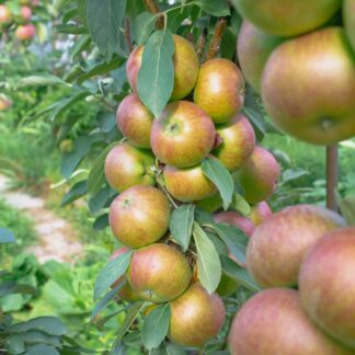 Bio Säulenapfel 'Aromaspur'*